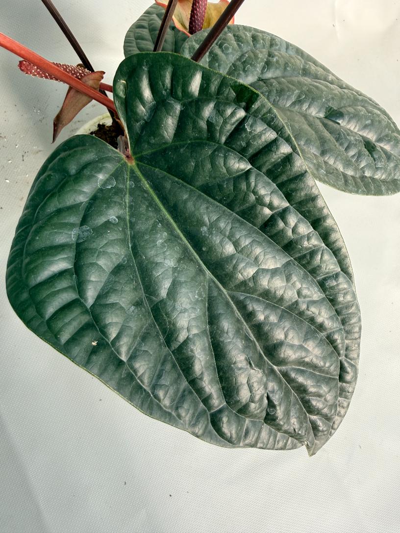 Anthurium Luxurians x Radicans  XL 08