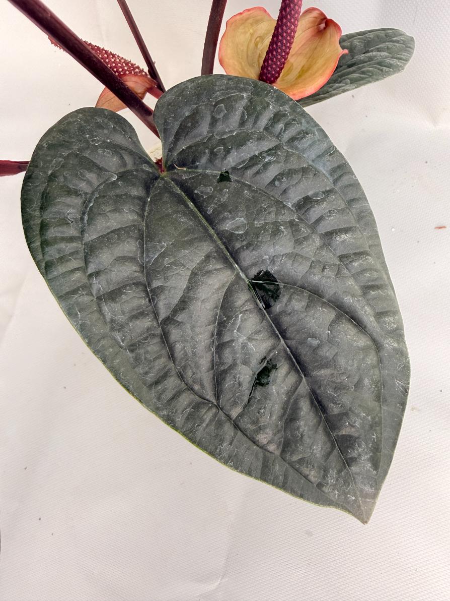 Anthurium Luxurians x Radicans  XL 09