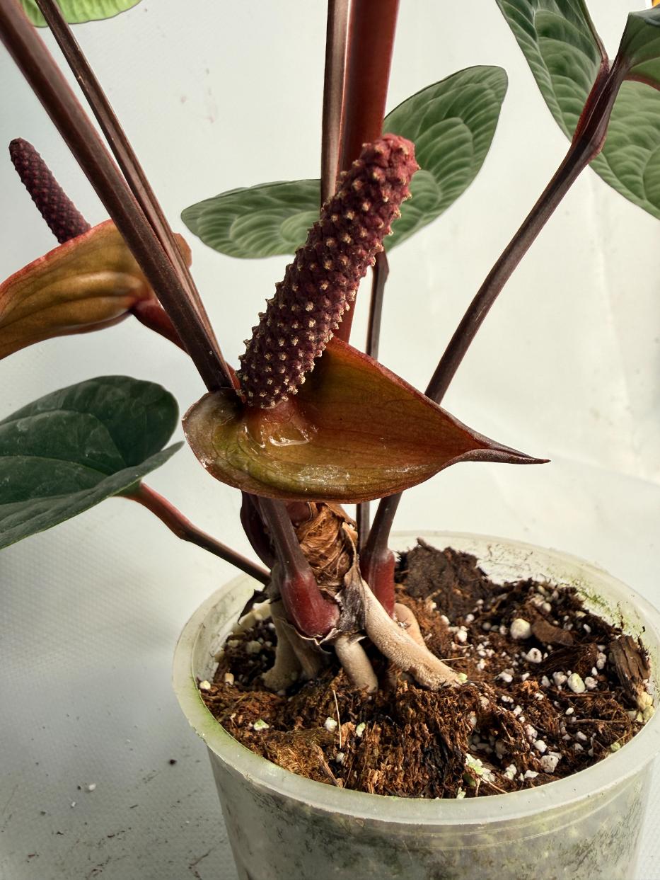 Anthurium Luxurians x Radicans  XL 10