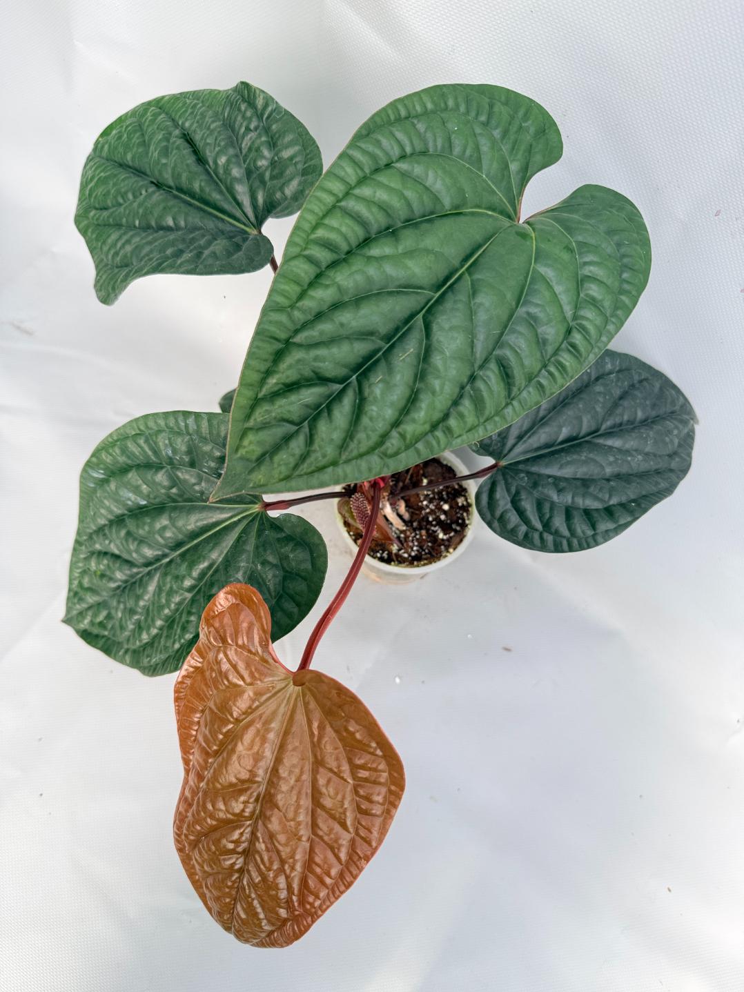 Anthurium Luxurians x Radicans  XL 02