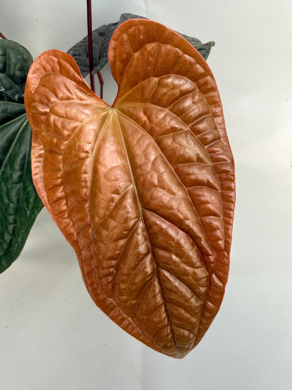 Anthurium Luxurians x Radicans  XL 03