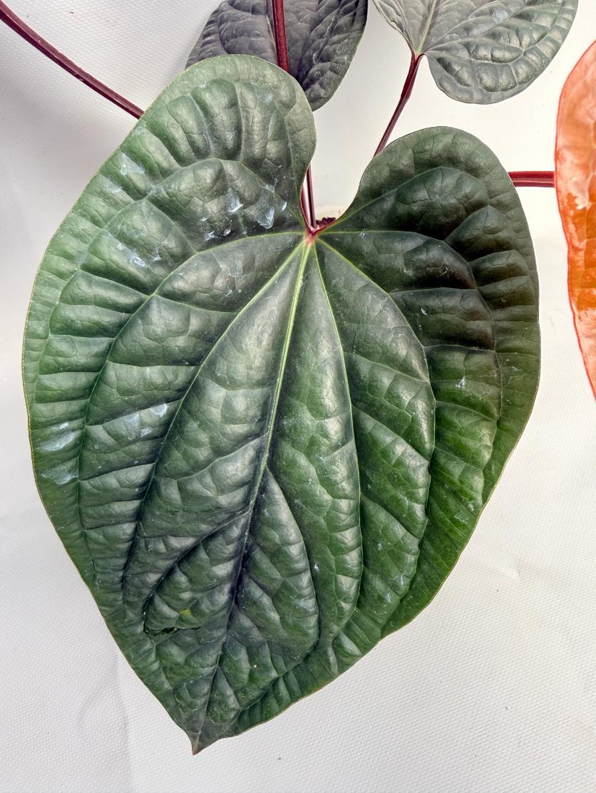 Anthurium Luxurians x Radicans  XL 04