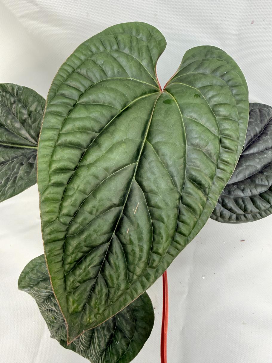 Anthurium Luxurians x Radicans  XL 05