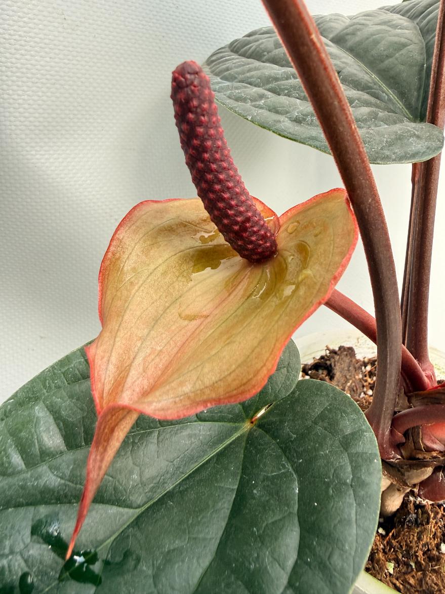 Anthurium Luxurians x Radicans  XL 07