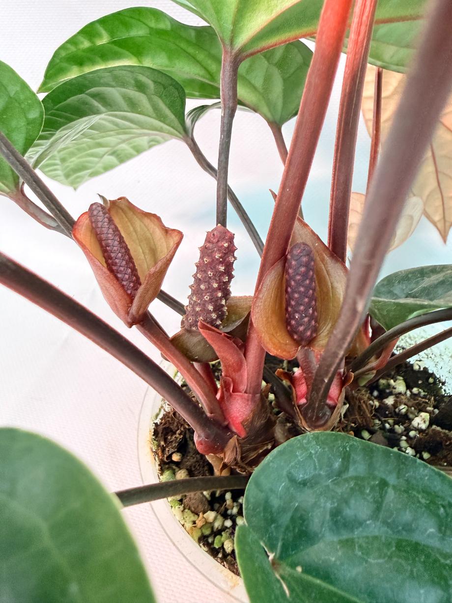 Anthurium Luxurians x Radicans  XL 09