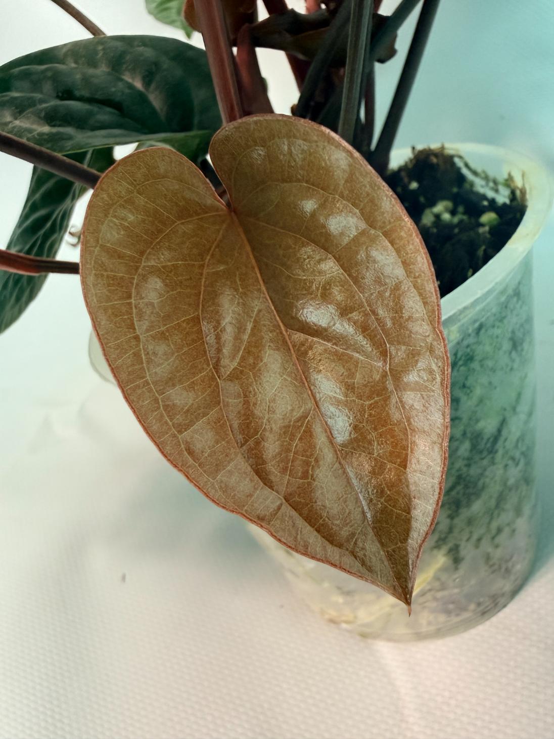Anthurium Luxurians x Radicans  XL 10