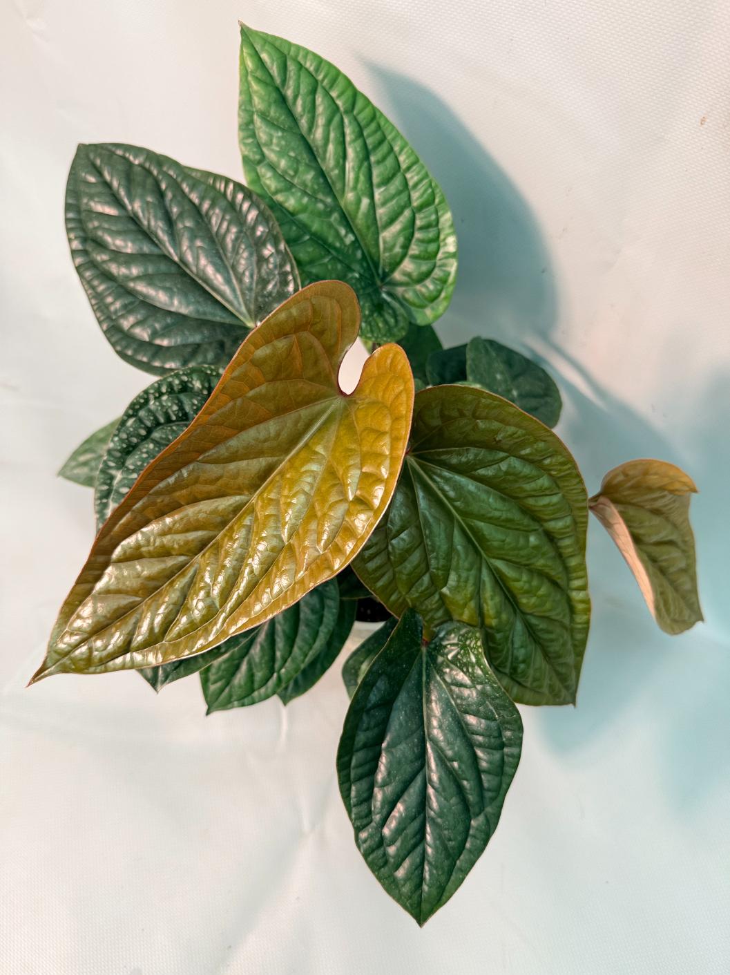 Anthurium Luxurians x Radicans  XL 01