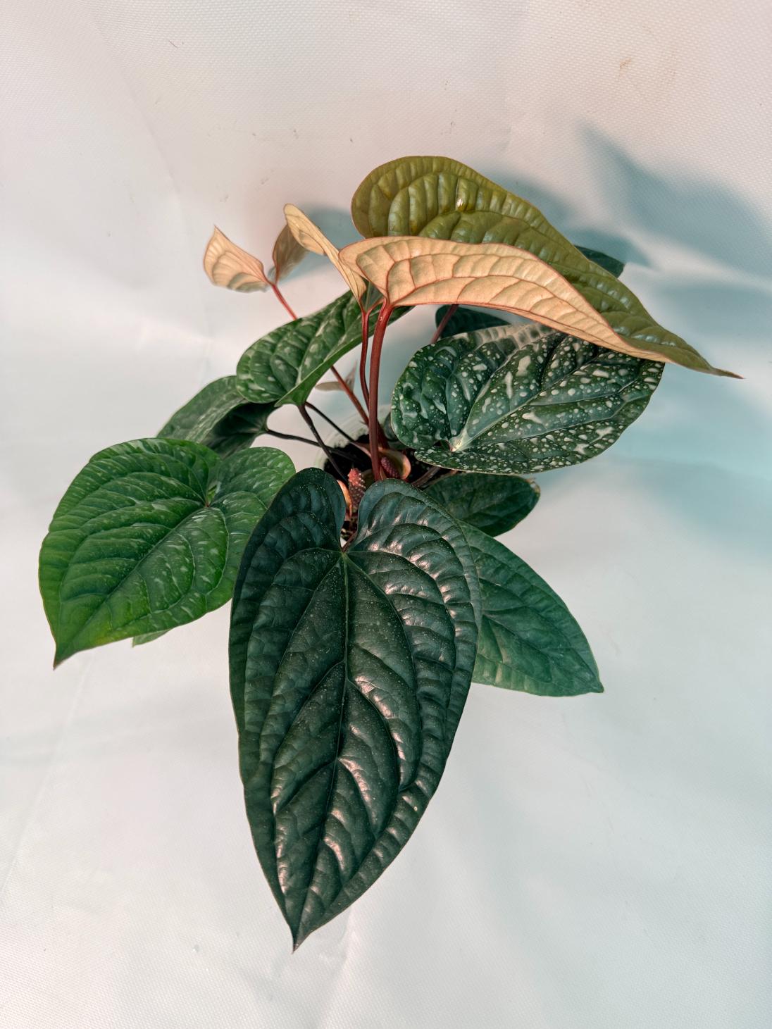 Anthurium Luxurians x Radicans  XL 02