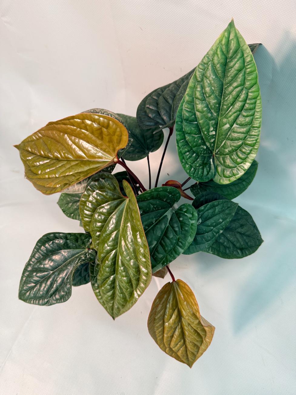 Anthurium Luxurians x Radicans  XL 03