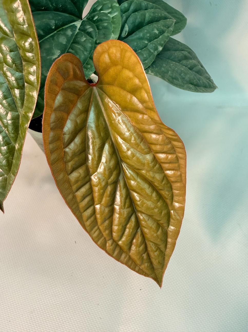 Anthurium Luxurians x Radicans  XL 04