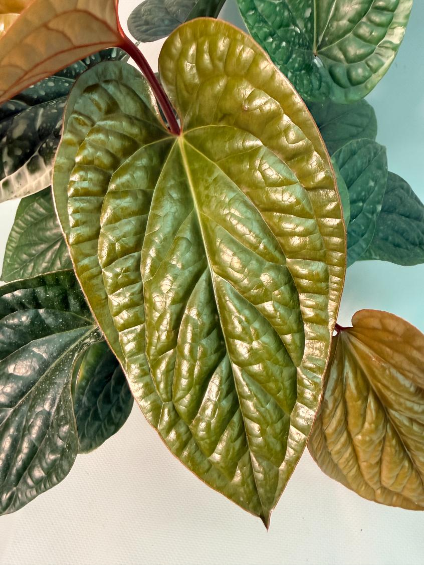 Anthurium Luxurians x Radicans  XL 05