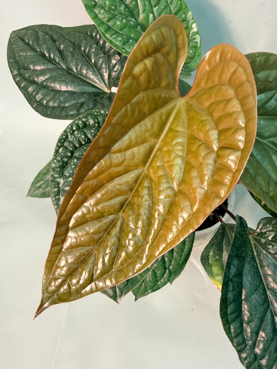 Anthurium Luxurians x Radicans  XL 06