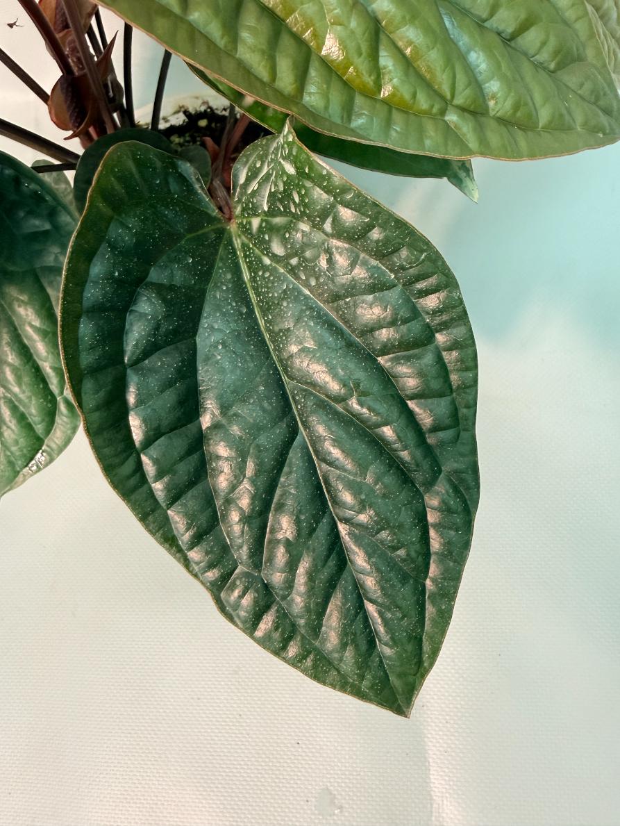 Anthurium Luxurians x Radicans  XL 07