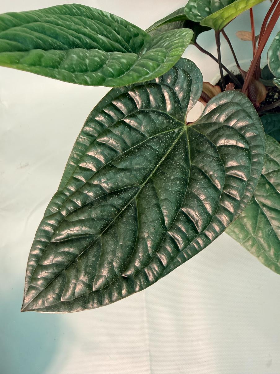 Anthurium Luxurians x Radicans  XL 08