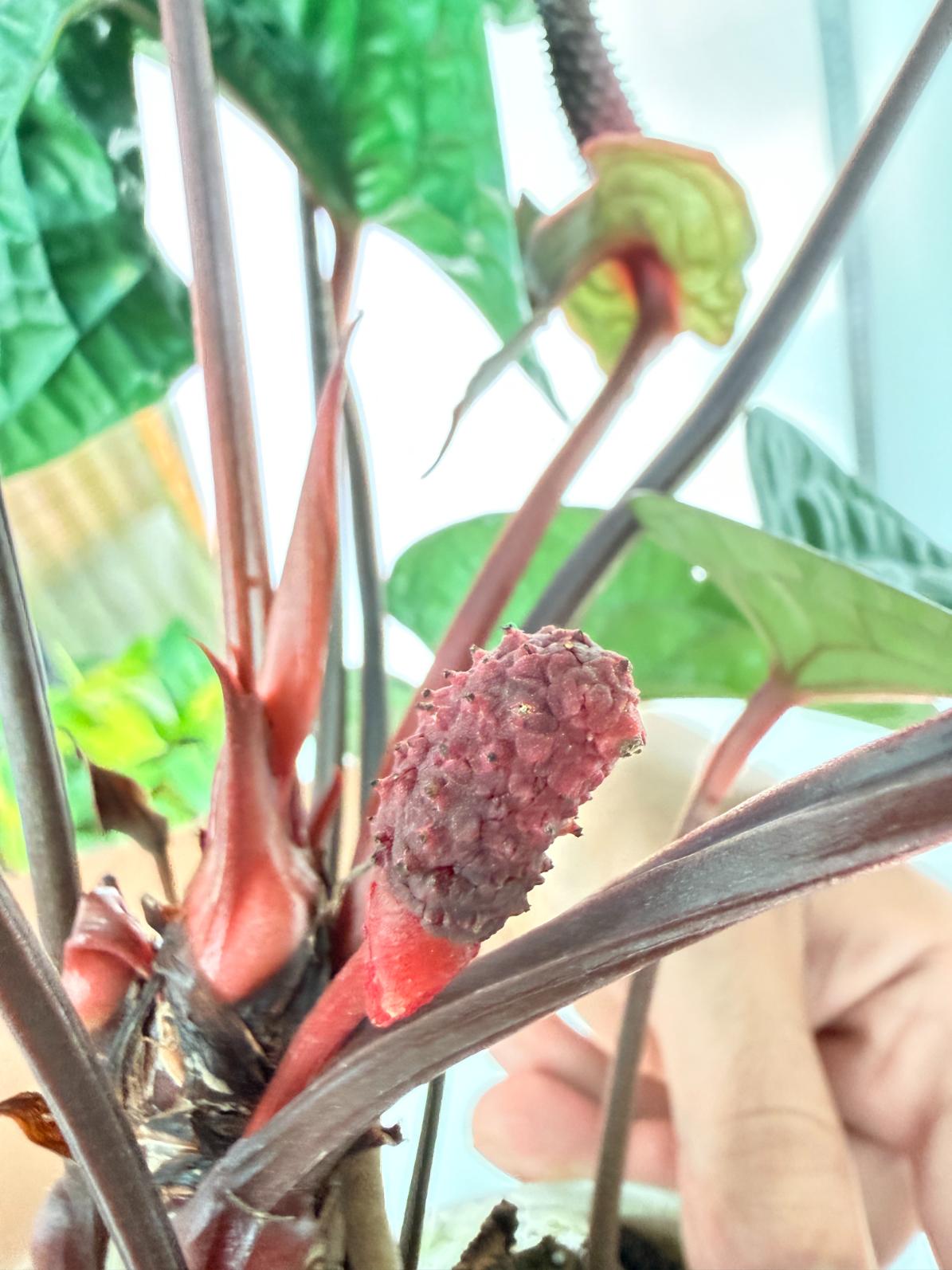 Anthurium Luxurians x Radicans  XL 12