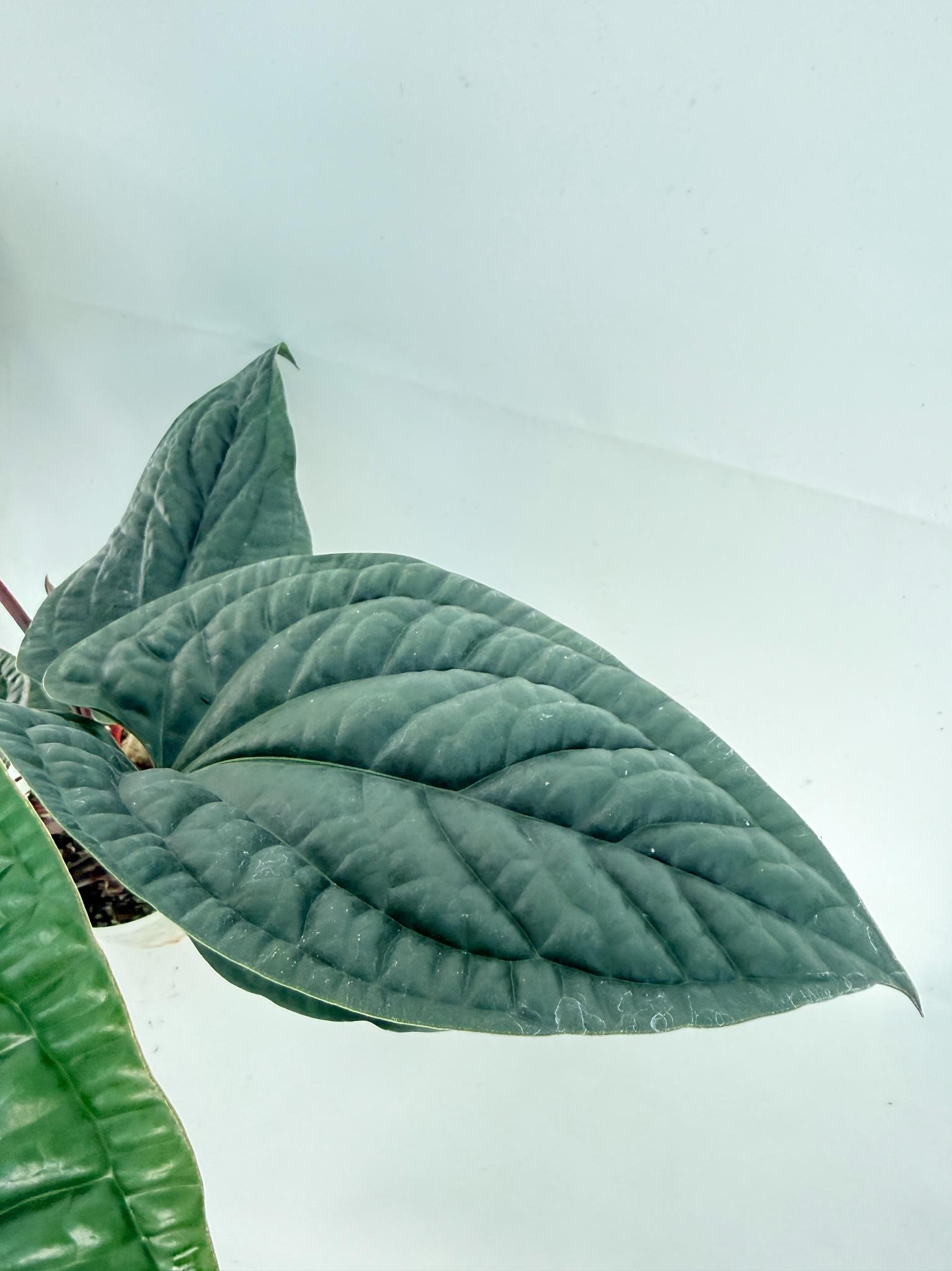 Anthurium Luxurians x Radicans  XL 8