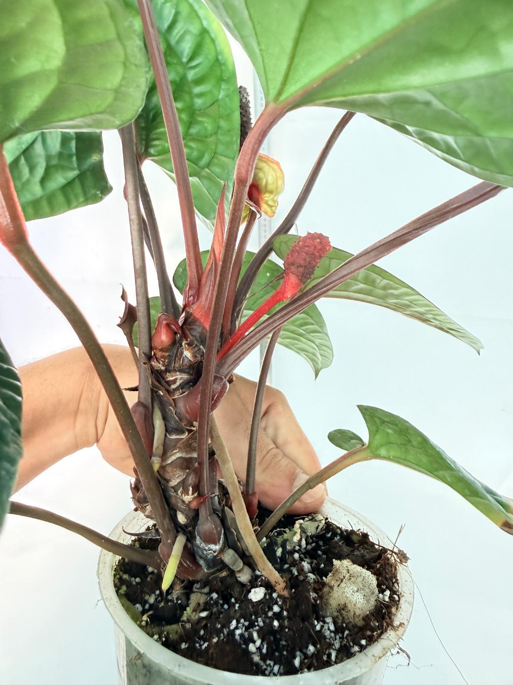 Anthurium Luxurians x Radicans  XL 9