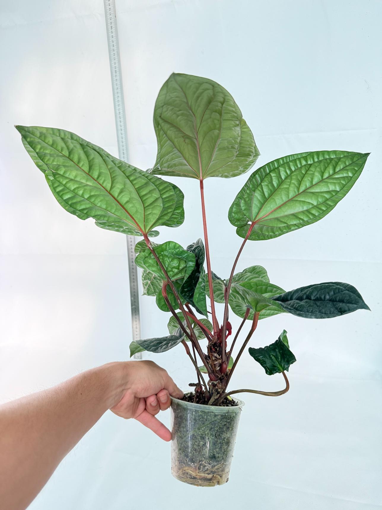 Anthurium Luxurians x Radicans  XL 10