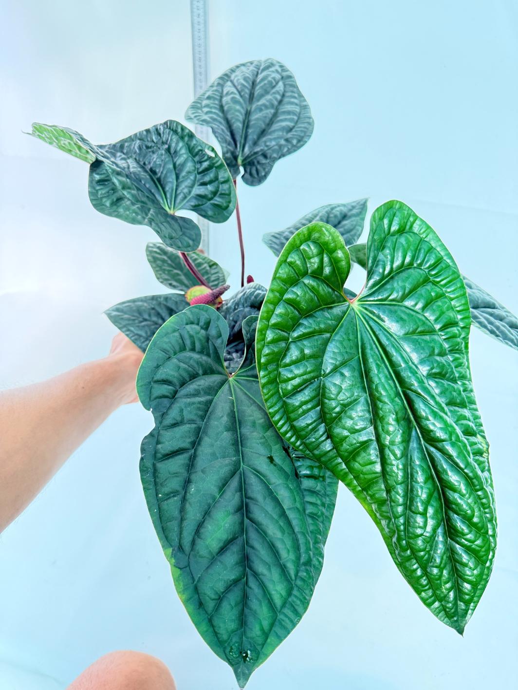 Anthurium Luxurians x Radicans  XL 11