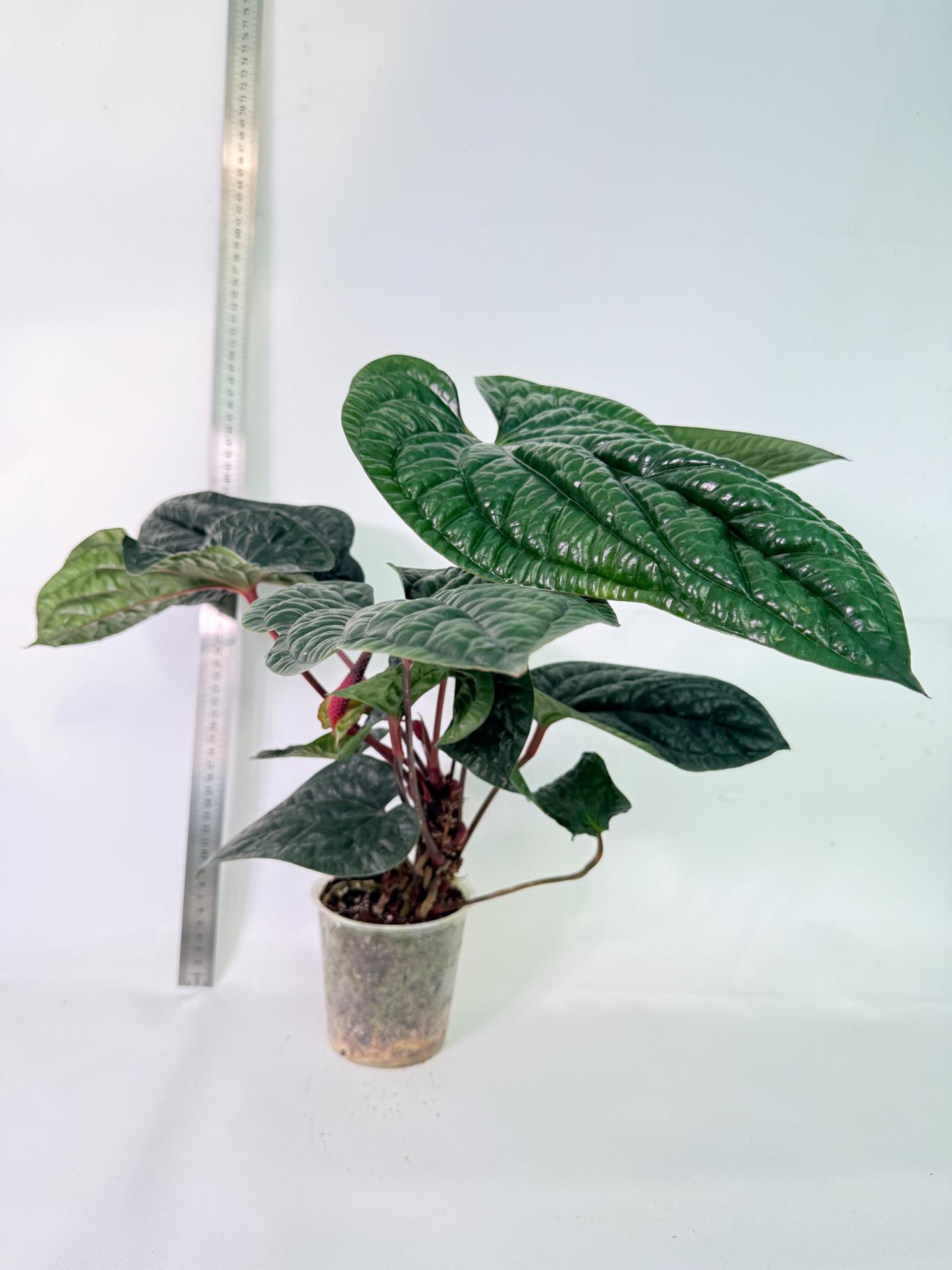 Anthurium Luxurians x Radicans  XL 1