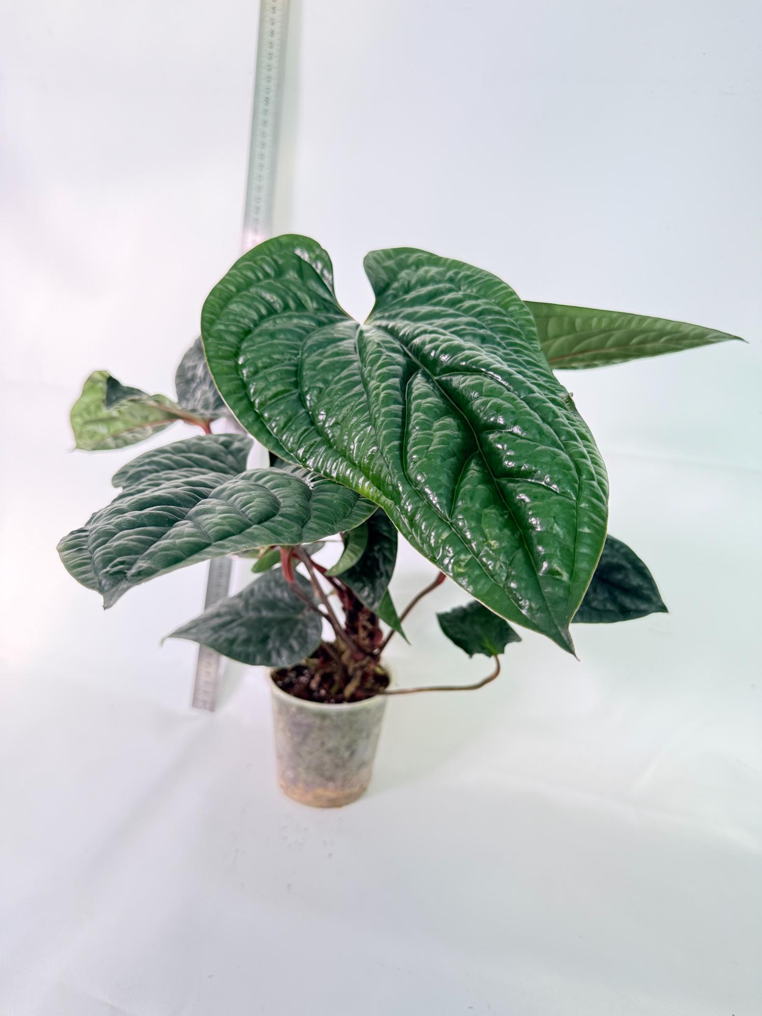 Anthurium Luxurians x Radicans  XL 4