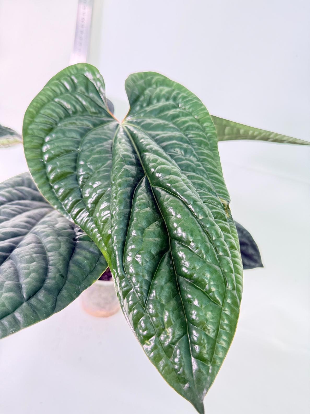 Anthurium Luxurians x Radicans  XL 5