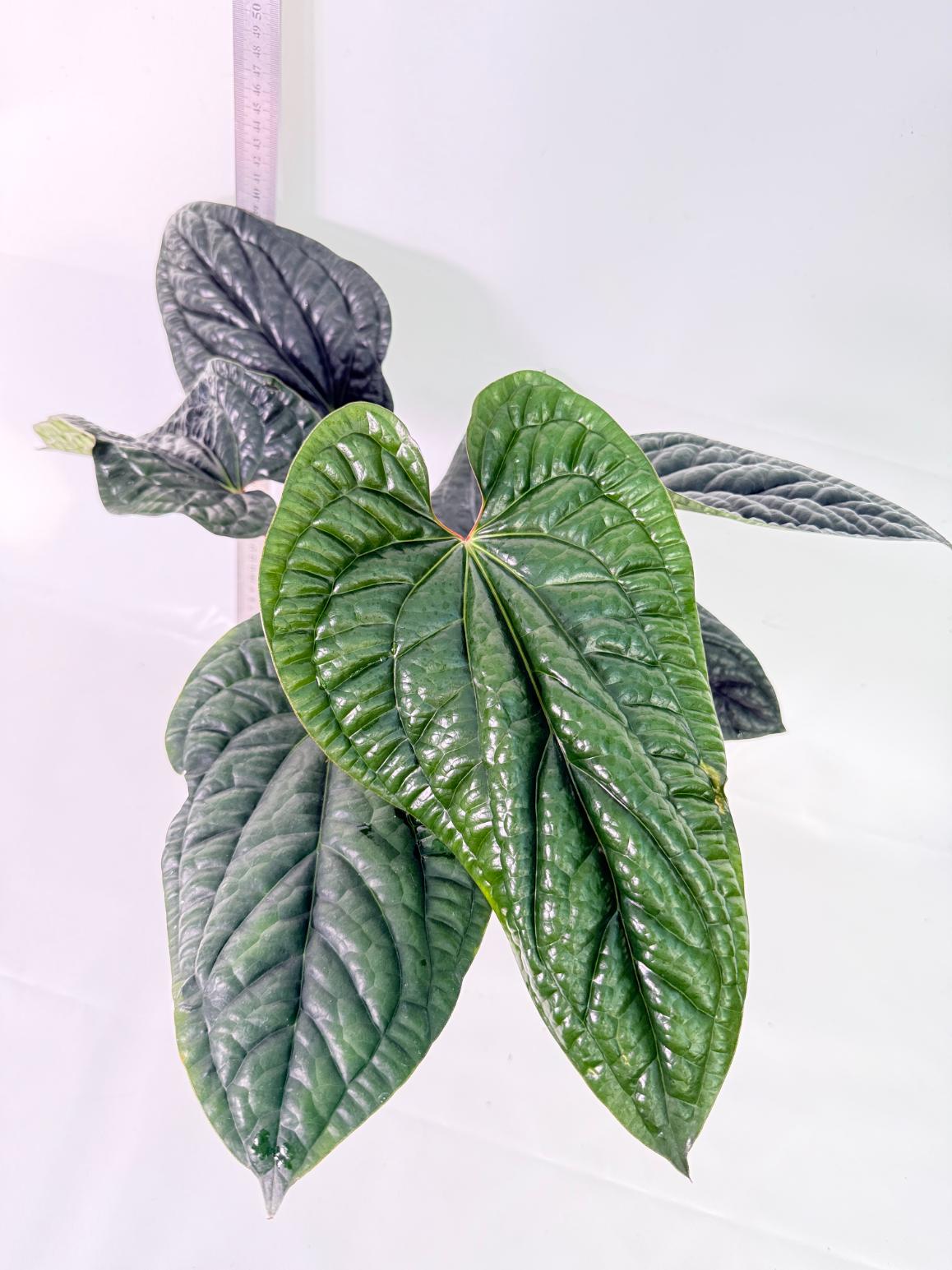 Anthurium Luxurians x Radicans  XL 2