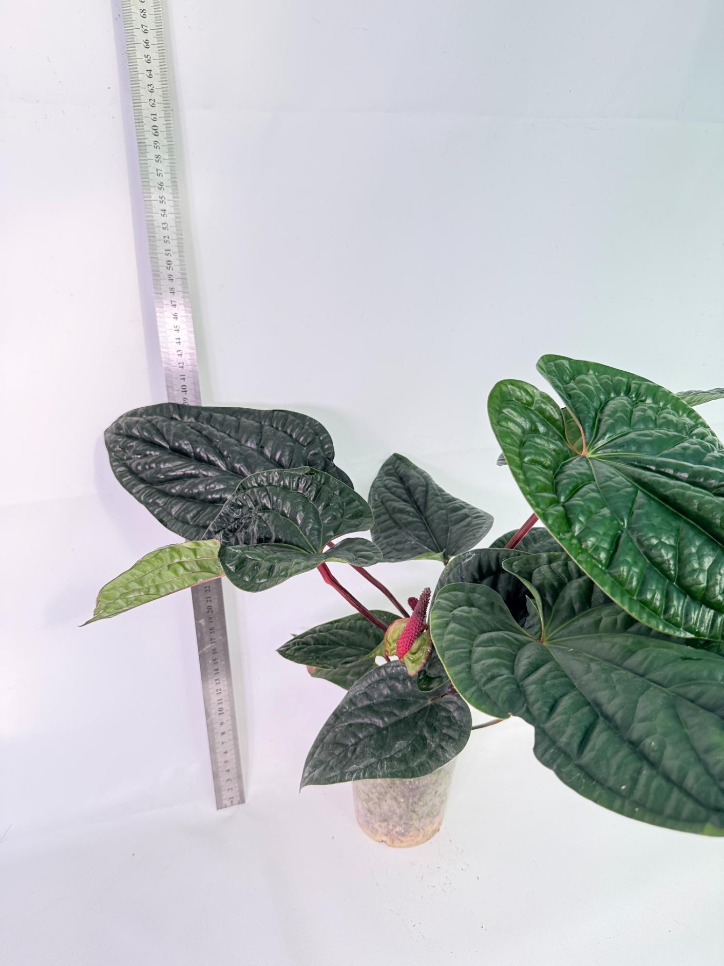 Anthurium Luxurians x Radicans  XL 6