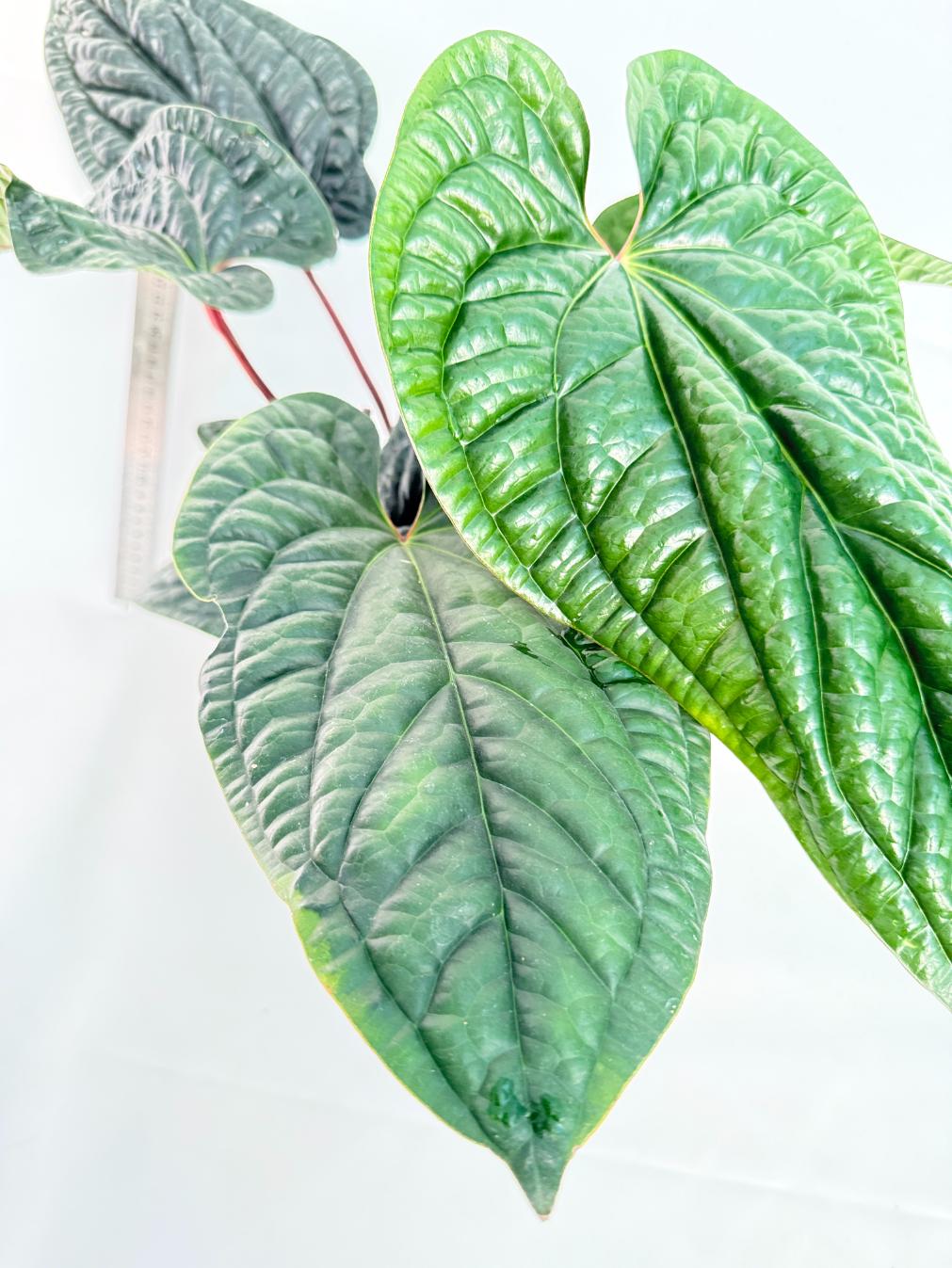 Anthurium Luxurians x Radicans  XL 7