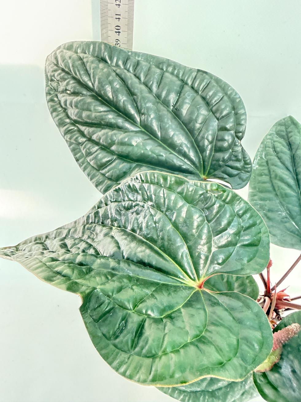 Anthurium Luxurians x Radicans  XL 3