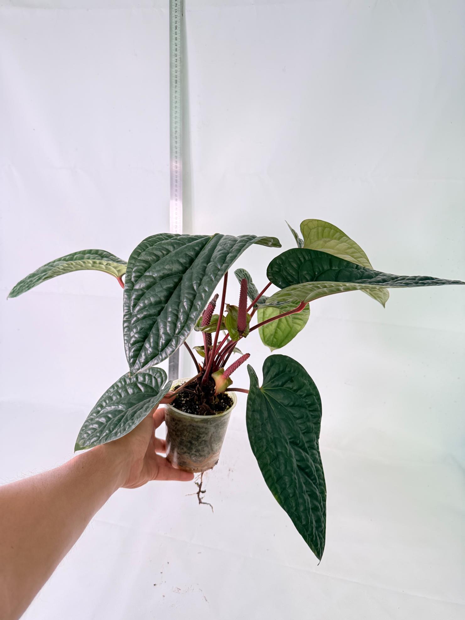 Anthurium Luxurians x Radicans  XL 10