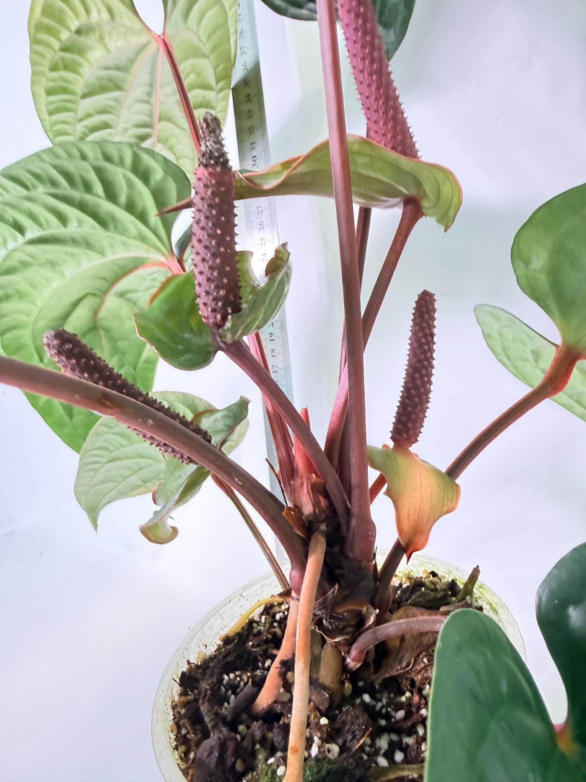 Anthurium Luxurians x Radicans  XL 8