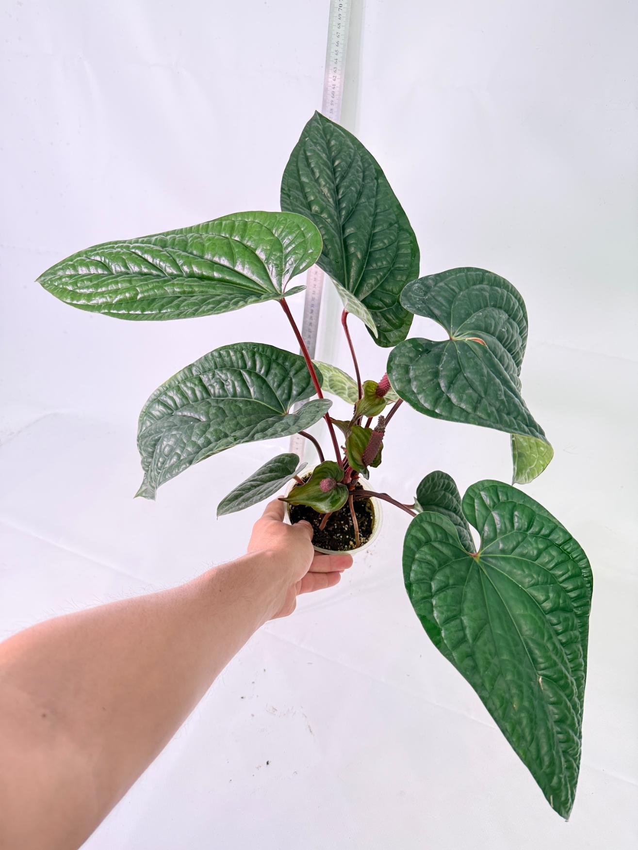Anthurium Luxurians x Radicans  XL 4