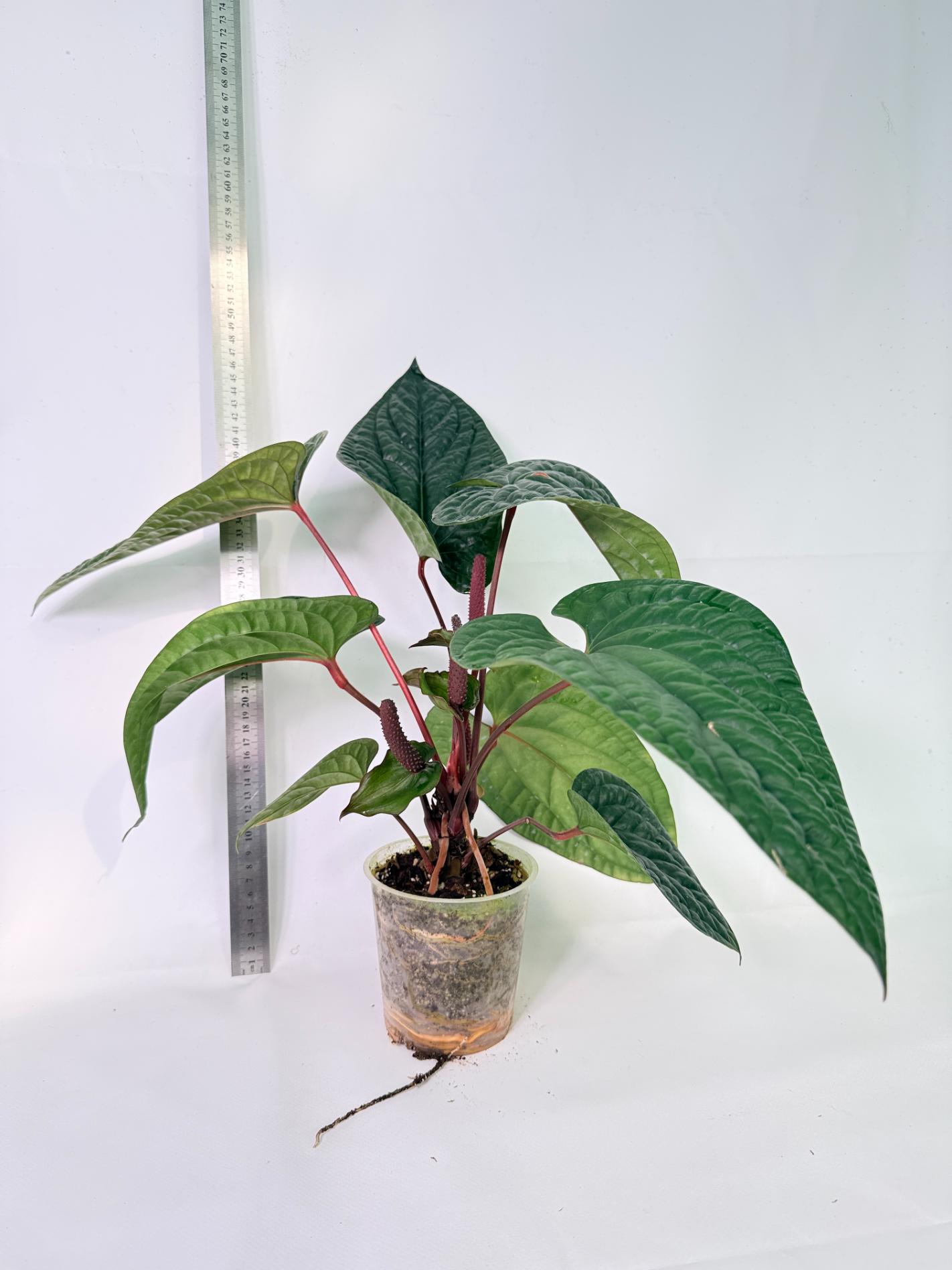Anthurium Luxurians x Radicans  XL 1