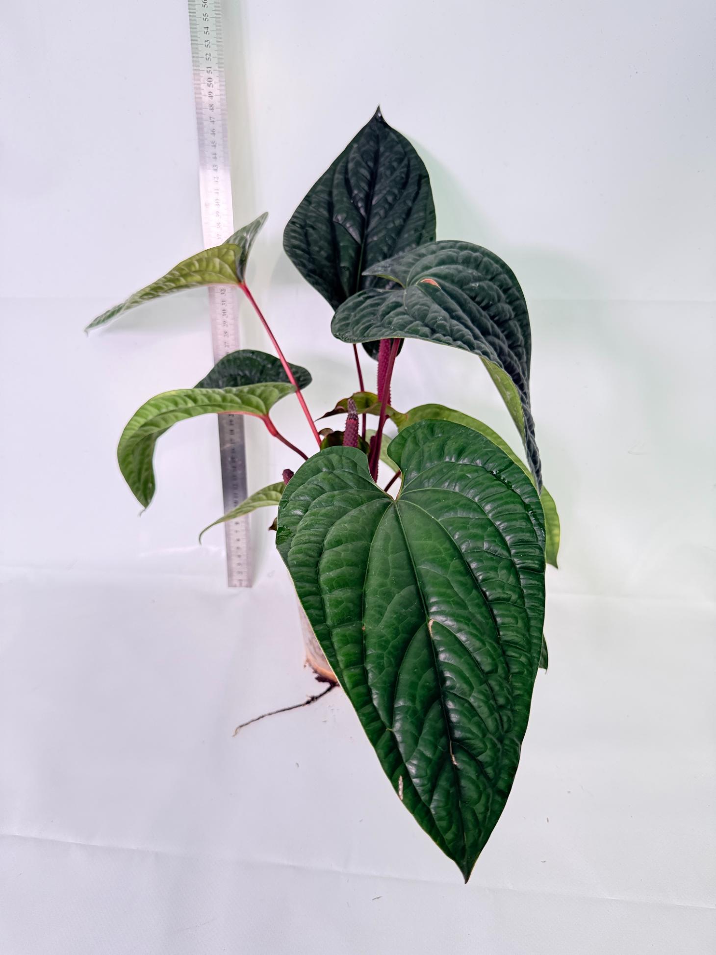 Anthurium Luxurians x Radicans  XL 2