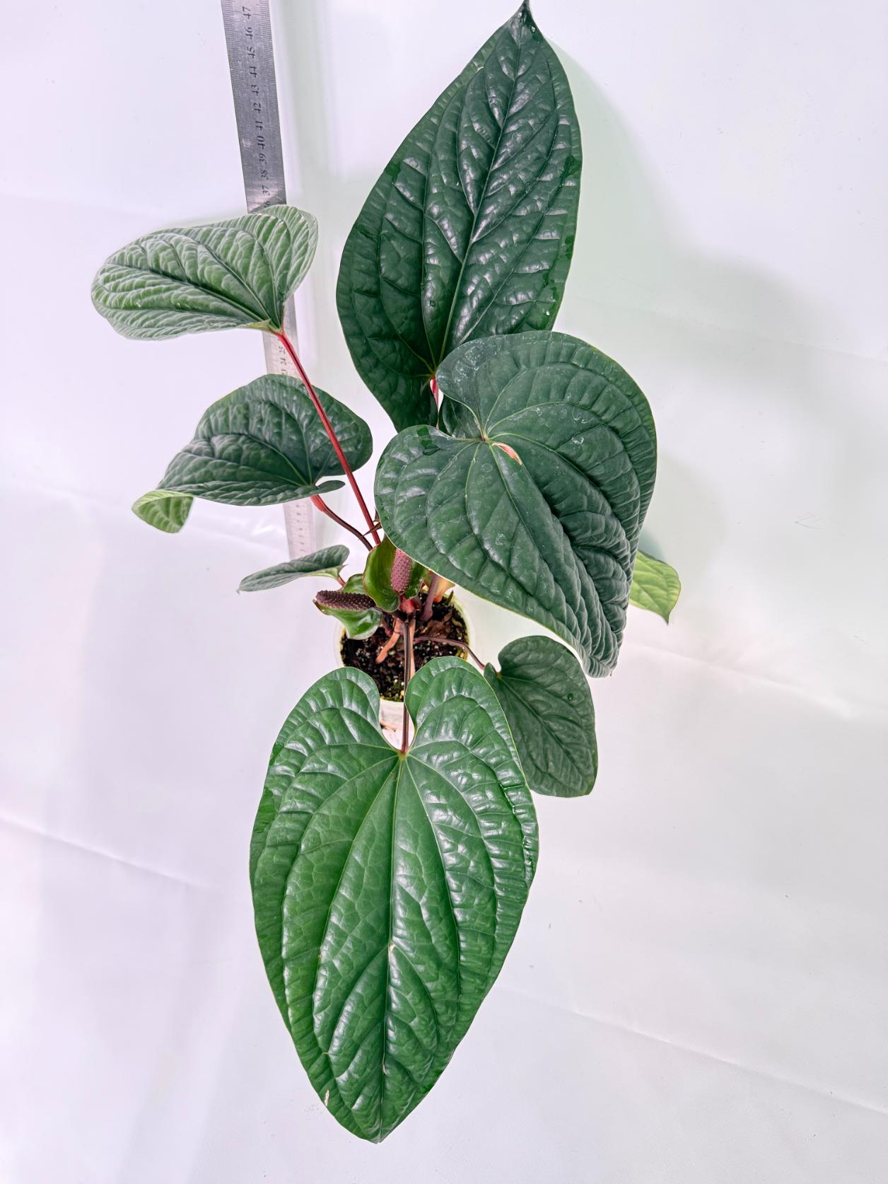 Anthurium Luxurians x Radicans  XL 9