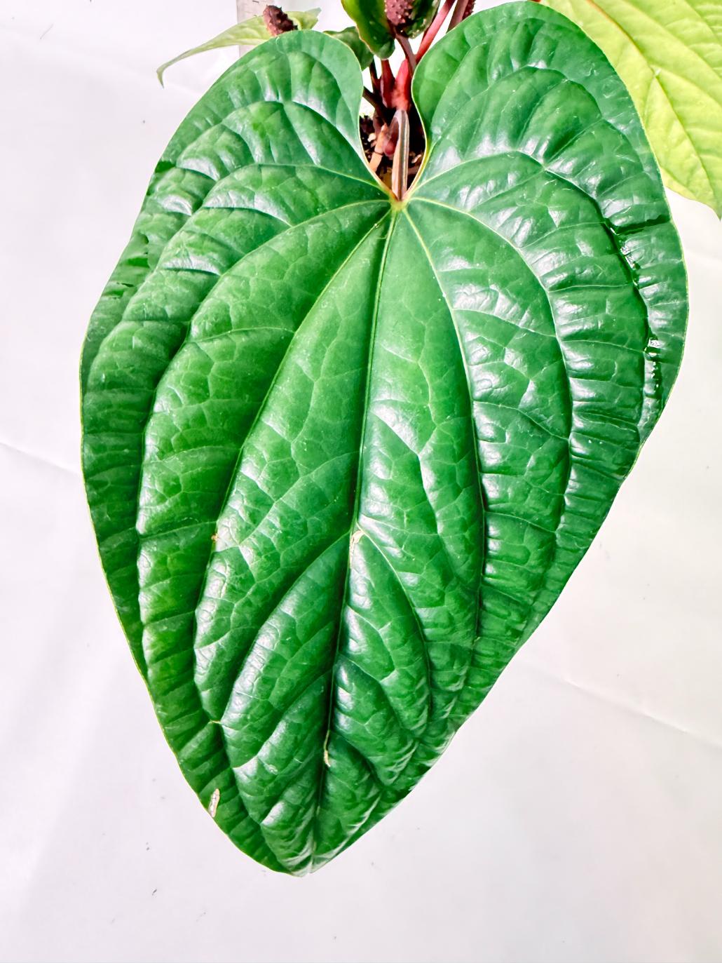 Anthurium Luxurians x Radicans  XL 3