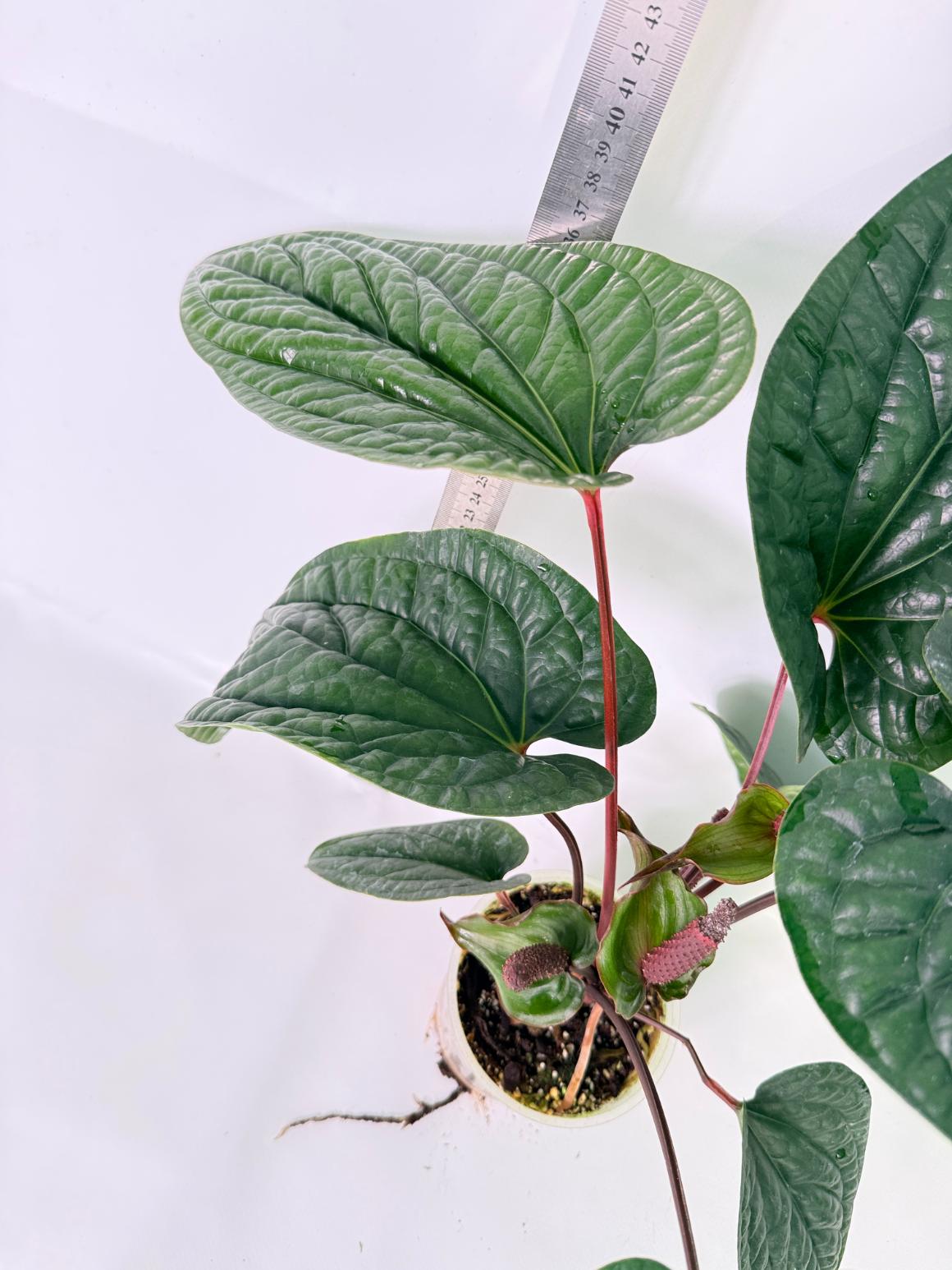 Anthurium Luxurians x Radicans  XL 5