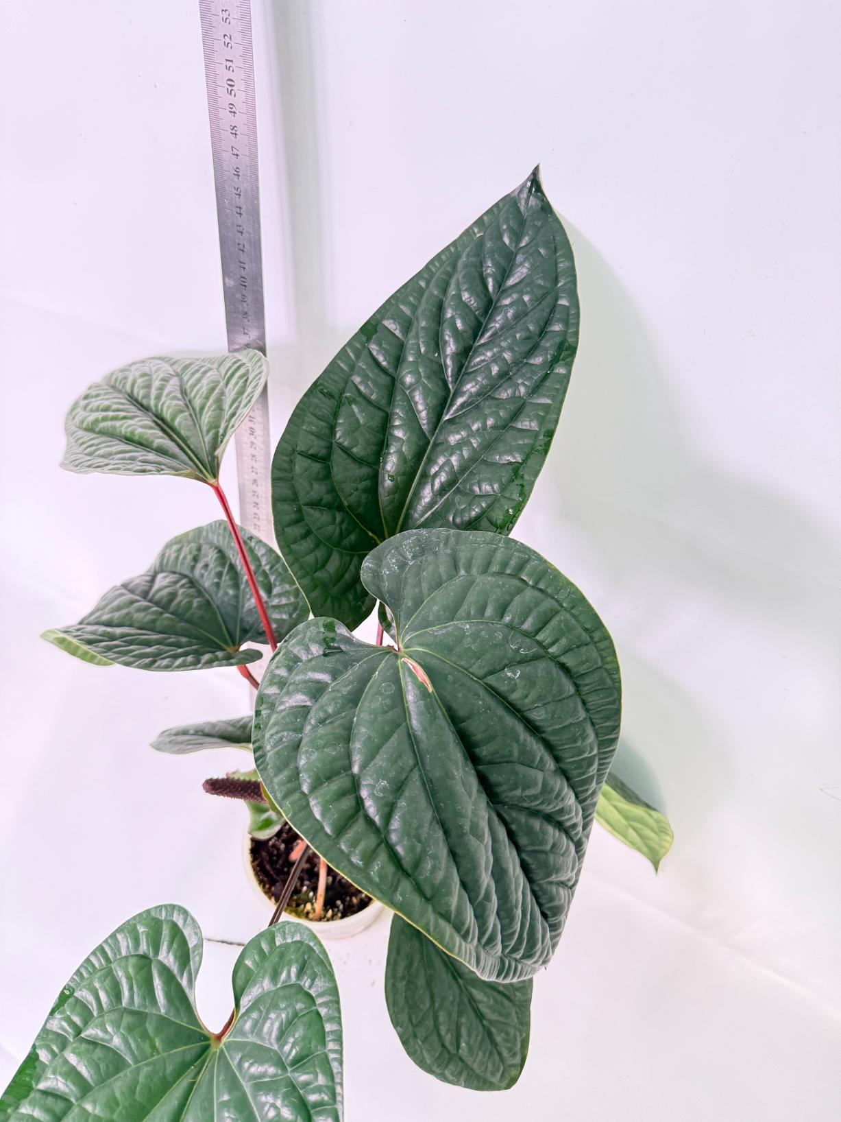 Anthurium Luxurians x Radicans  XL 6