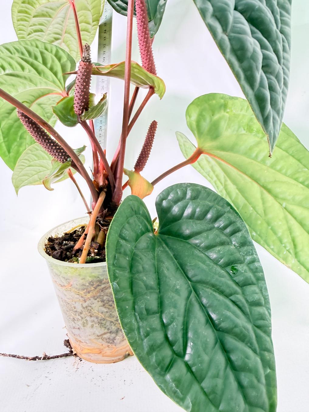 Anthurium Luxurians x Radicans  XL 7
