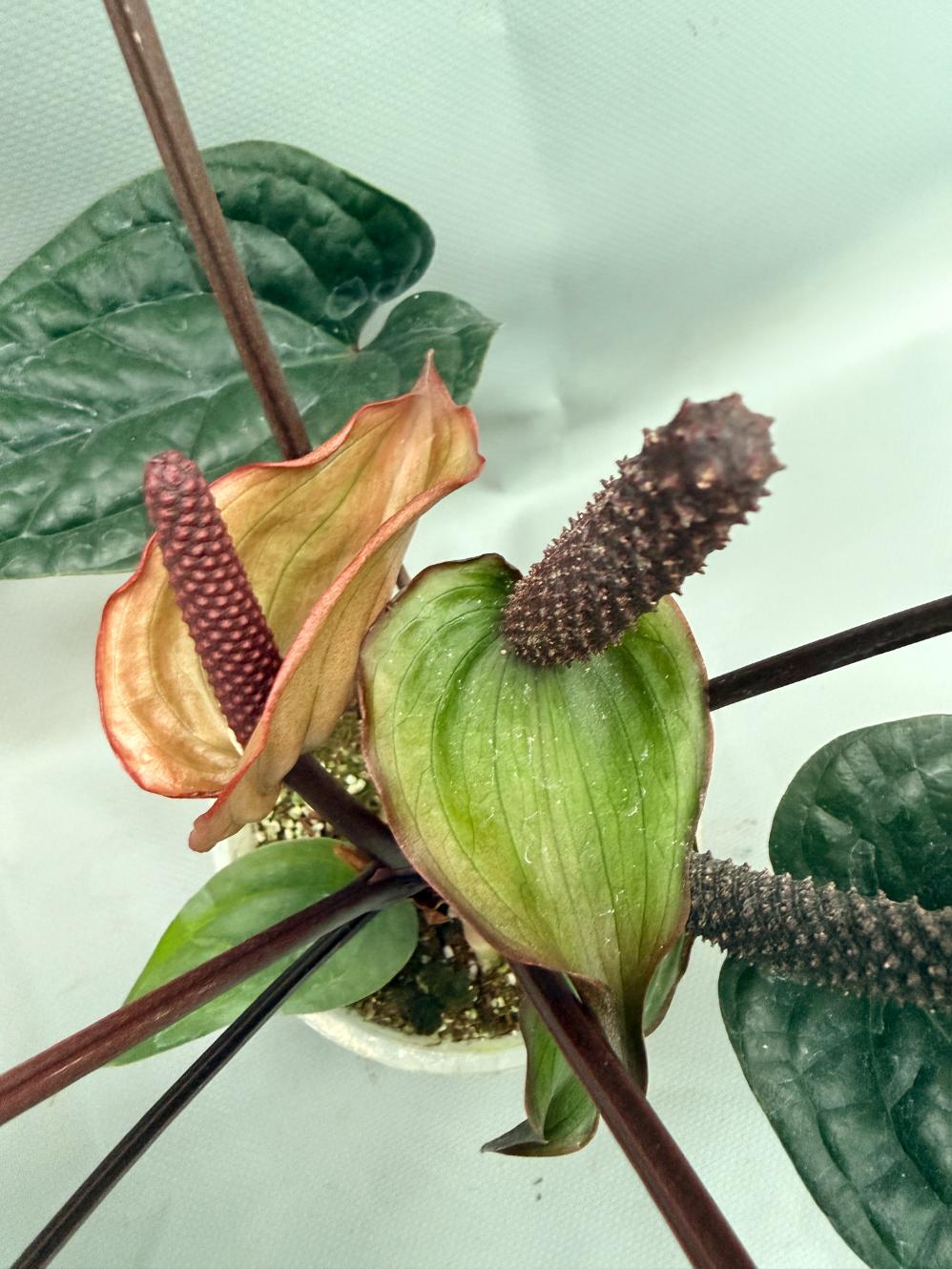 Anthurium Luxurians x Radicans  XL 09