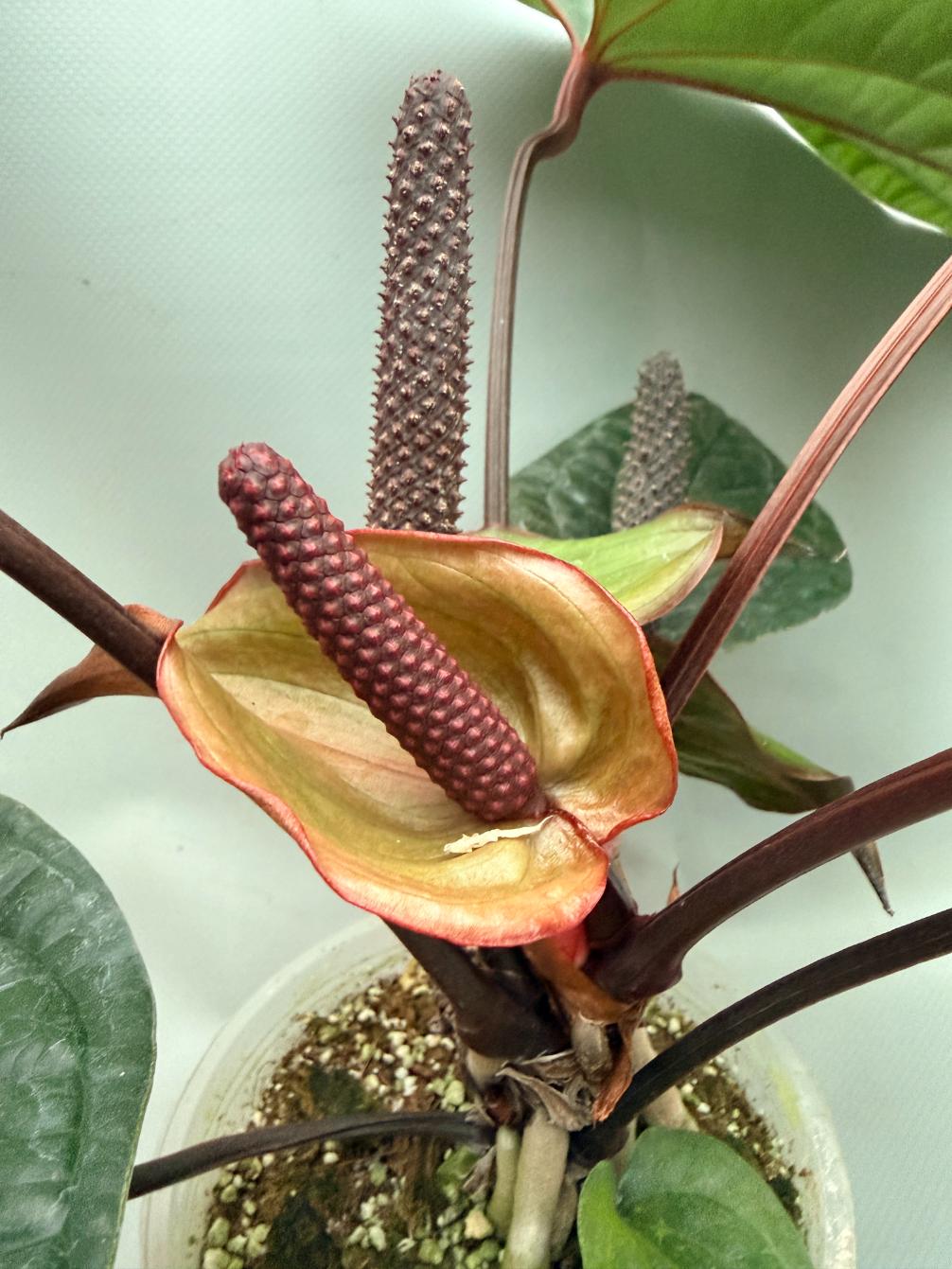 Anthurium Luxurians x Radicans  XL 03