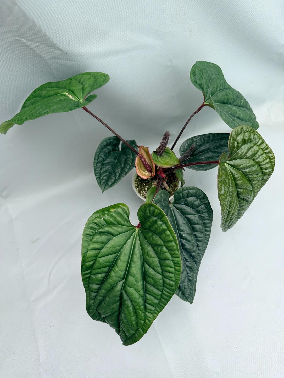 Anthurium Luxurians x Radicans  XL 02