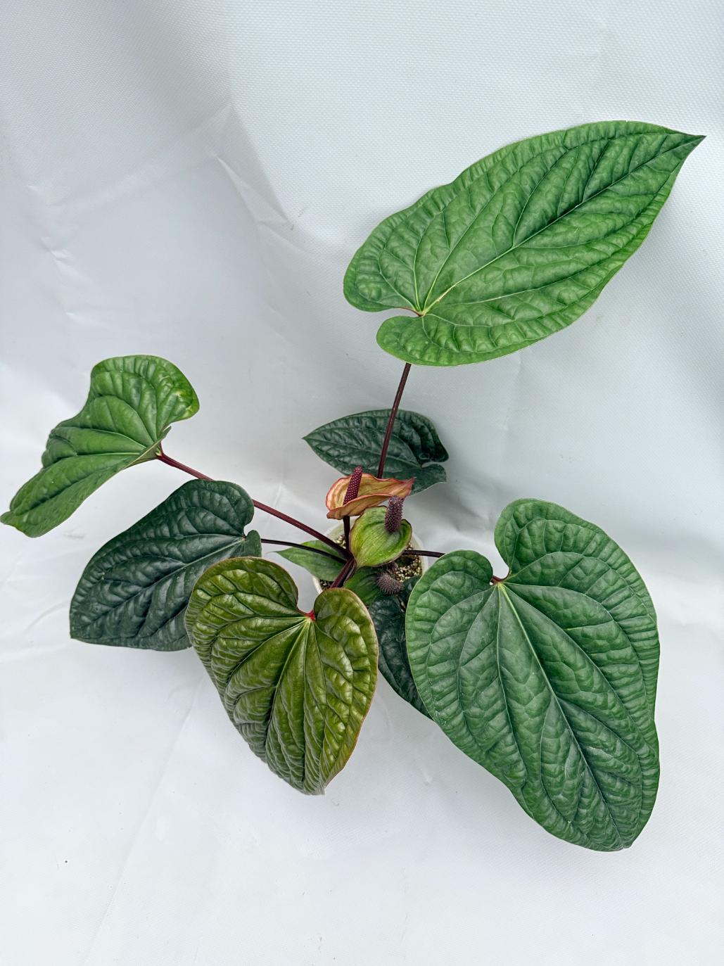 Anthurium Luxurians x Radicans  XL 01