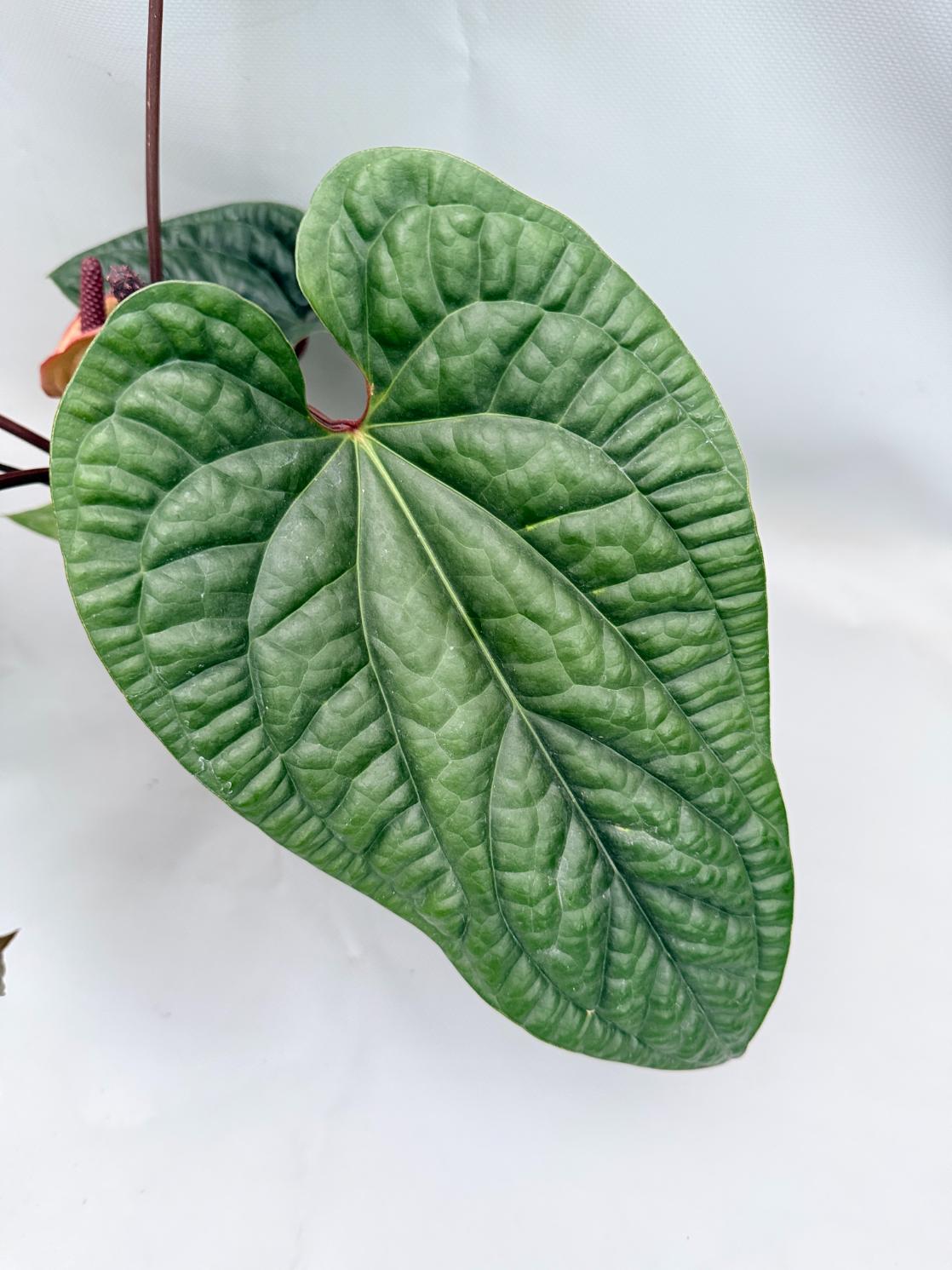 Anthurium Luxurians x Radicans  XL 04
