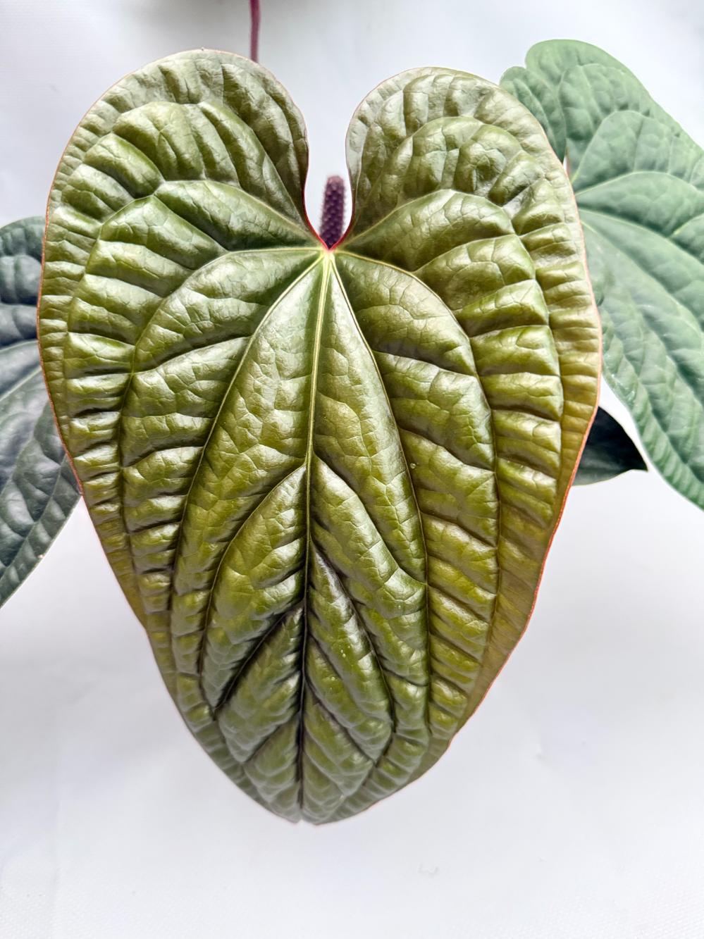 Anthurium Luxurians x Radicans  XL 05
