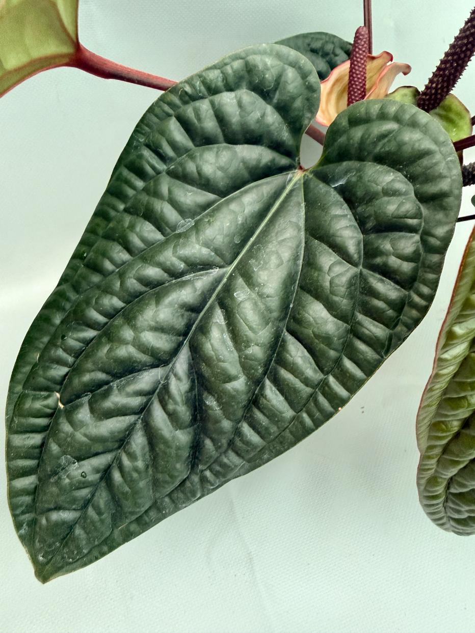 Anthurium Luxurians x Radicans  XL 06