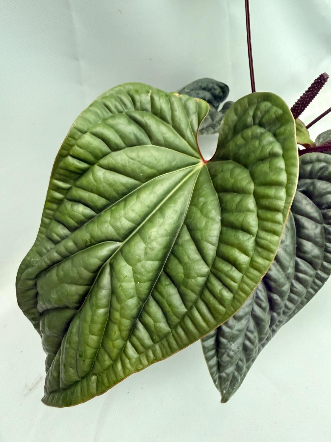 Anthurium Luxurians x Radicans  XL 07
