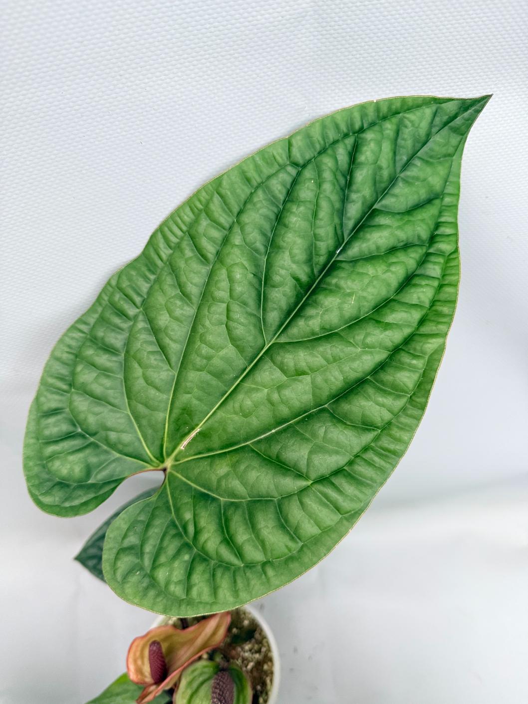 Anthurium Luxurians x Radicans  XL 08