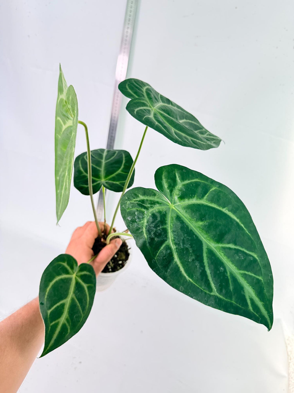 Anthurium Magnificum 3